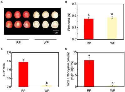 Metabolome and Transcriptome Analyses of Anthocyanin Accumulation Mechanisms Reveal Metabolite Variations and Key Candidate Genes Involved in the Pigmentation of Prunus tomentosa Thunb. Cherry Fruit